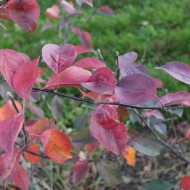 Redlove-Herbstfärbung