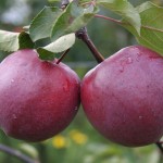 Der Apfelflüsterer: Thomas Hungerbühler, Egnach